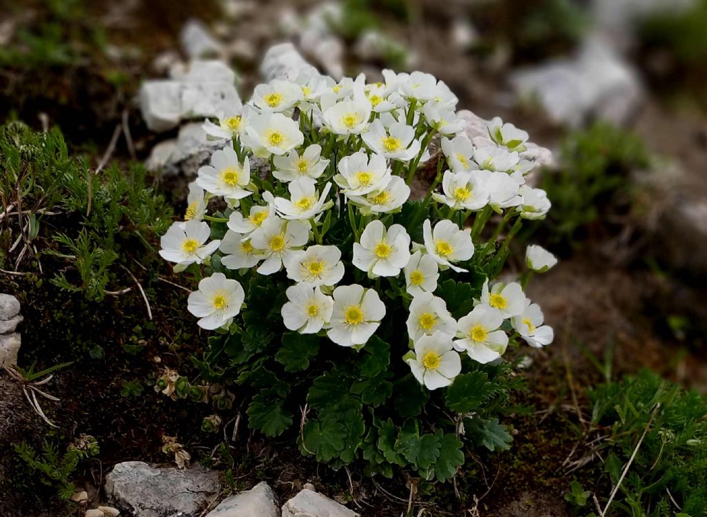 quale Gentiana?